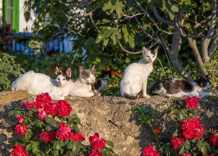 Secret Garden, A Little Paradise Of Tranquility.